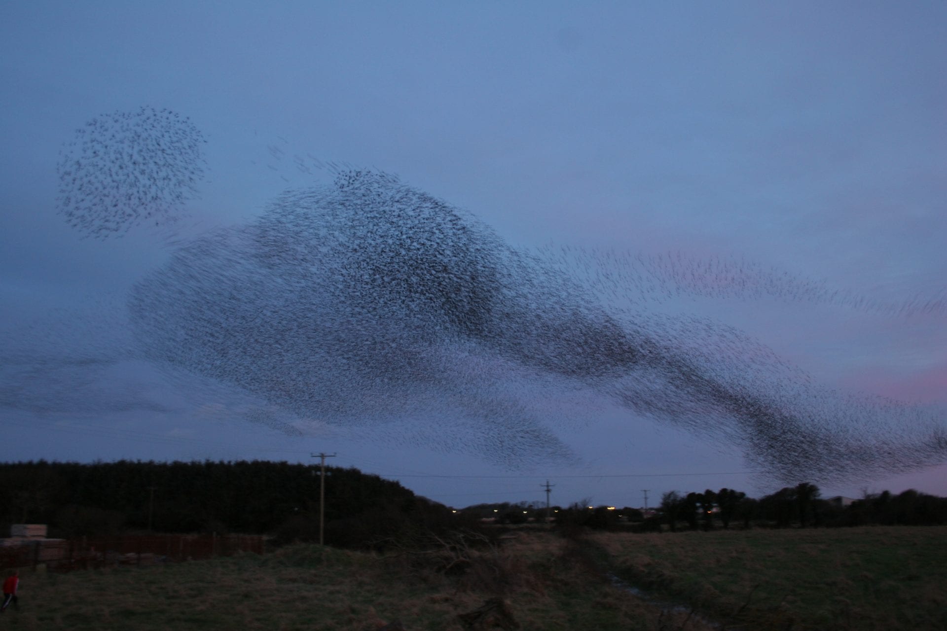 Starling murmurations cause great excitement in Co. Meath