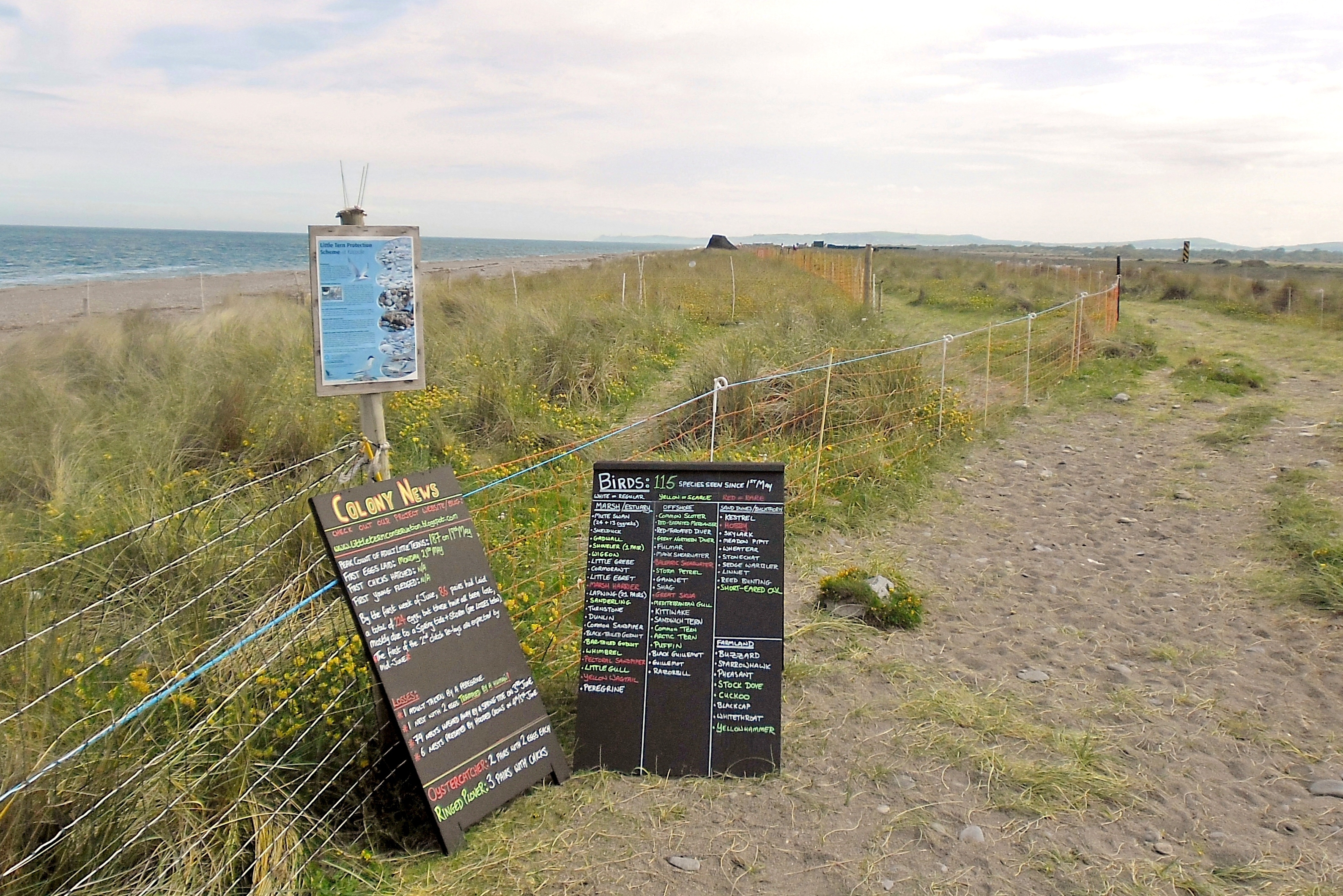Kilcoole-little-tern-conservation-project-with-information-signs-and-electric-fencing-on-shingle-beach