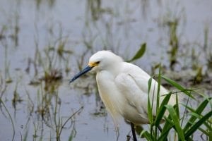 Outing To Graiguenamanagh BirdWatch Ireland