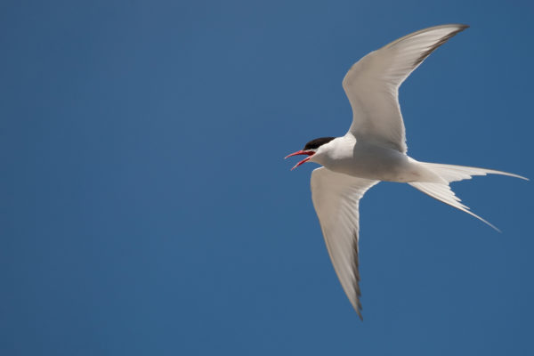 arctic-tern-in-flight