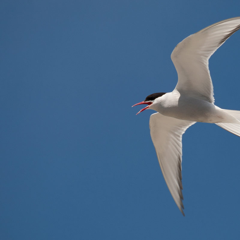 arctic-tern-in-flight