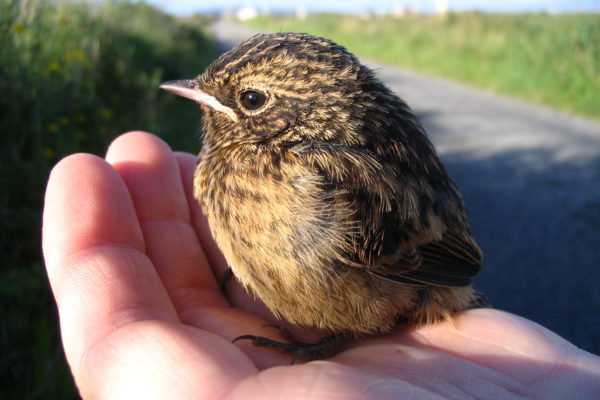 stonechat-chick-in-a-persons-hand