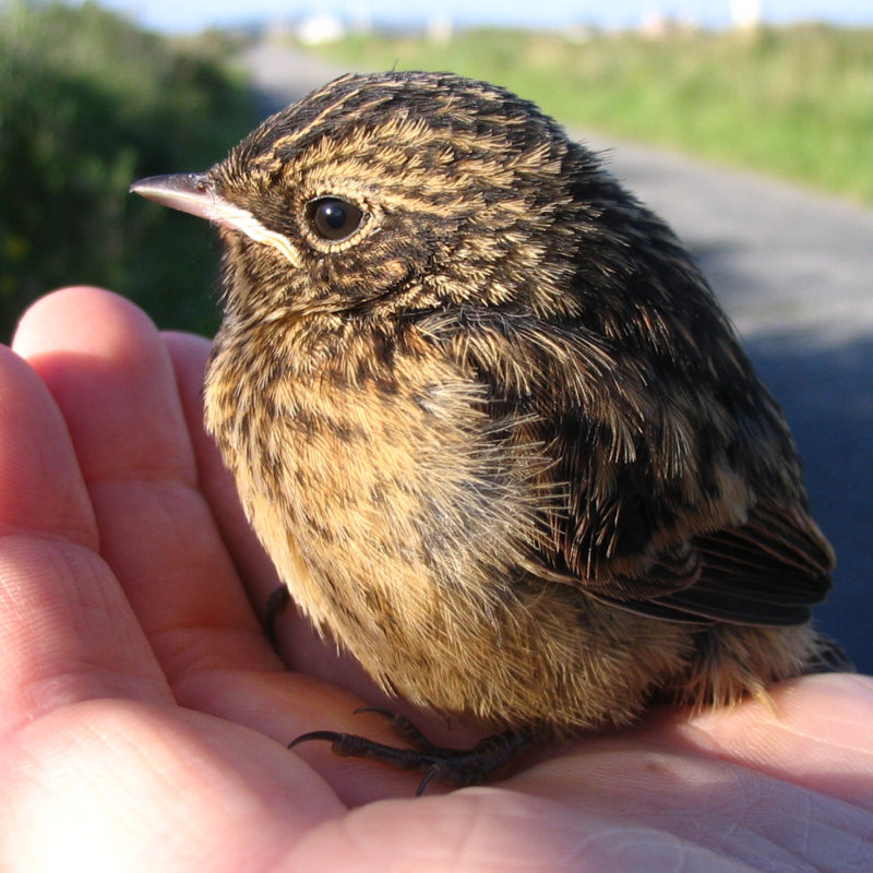 stonechat-chick-in-a-persons-hand