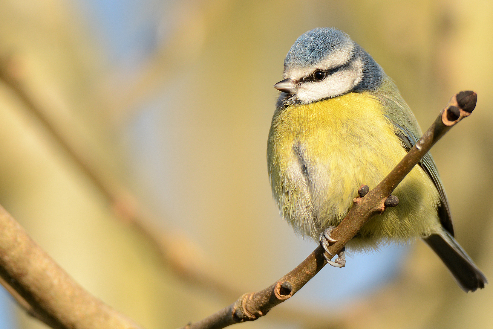 Garden Bird Identifier Chart