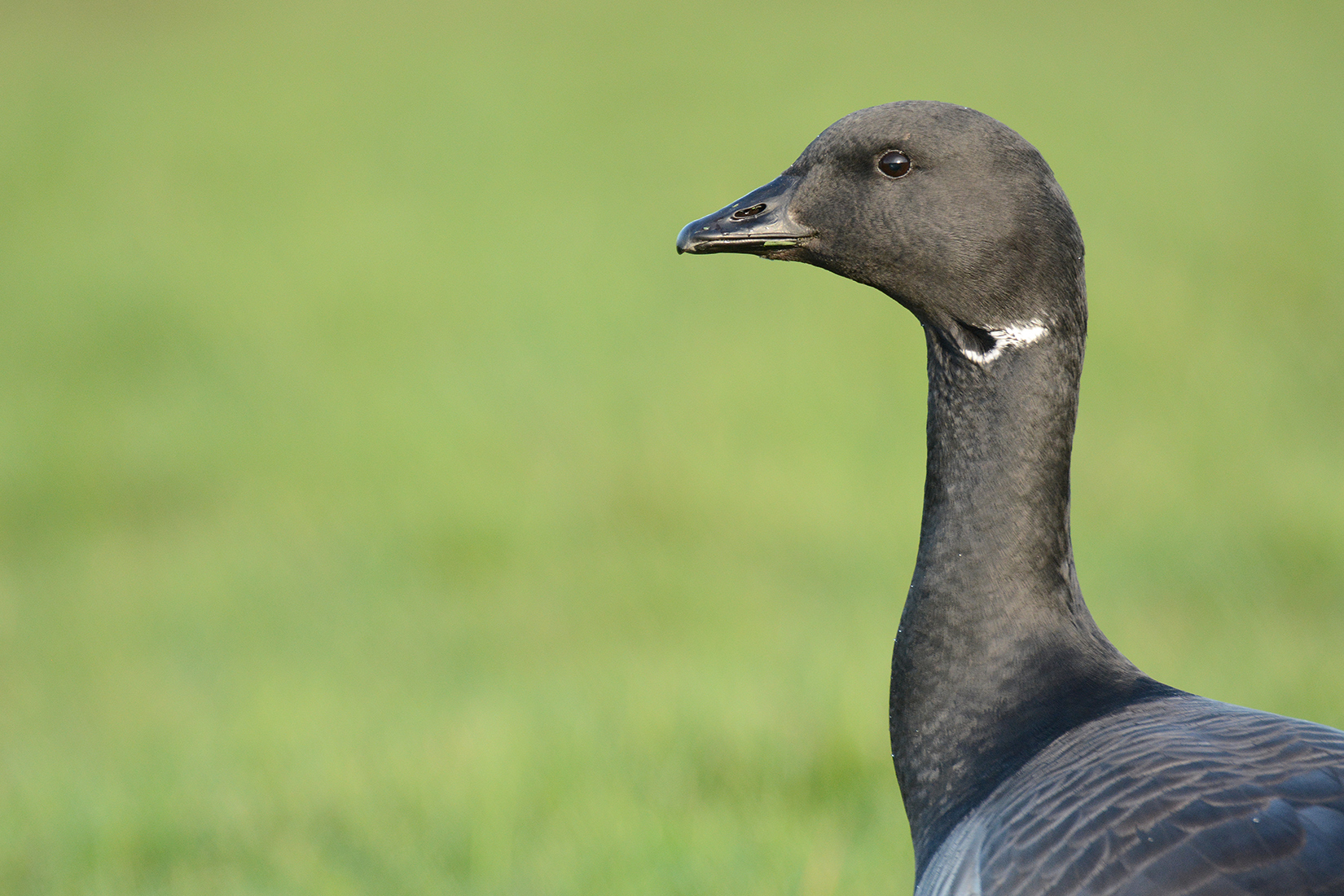 brent-goose-with-green-background