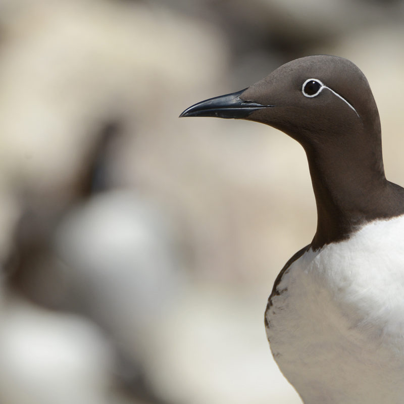guillemot-with-white-background