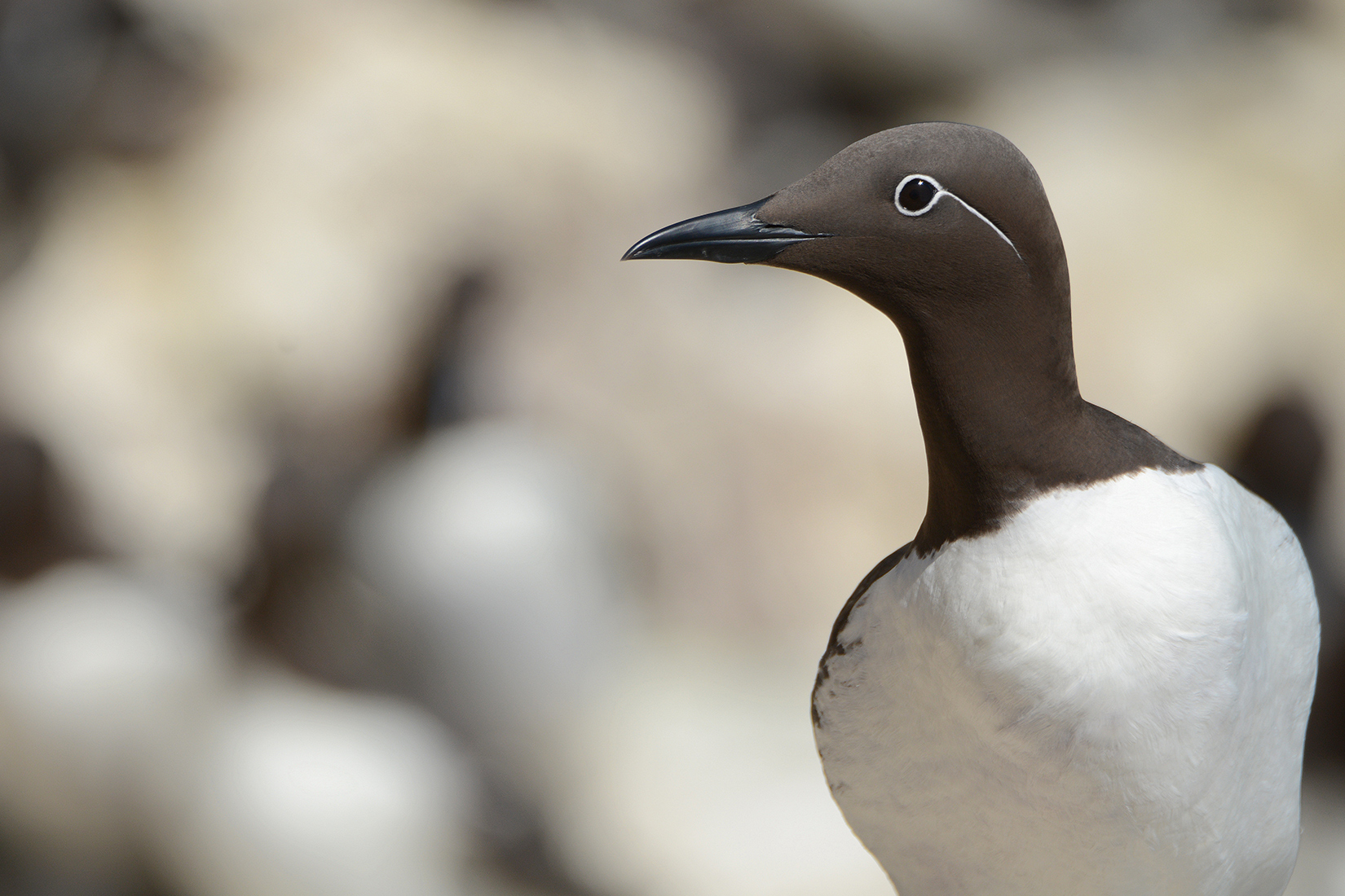 guillemot-with-white-background