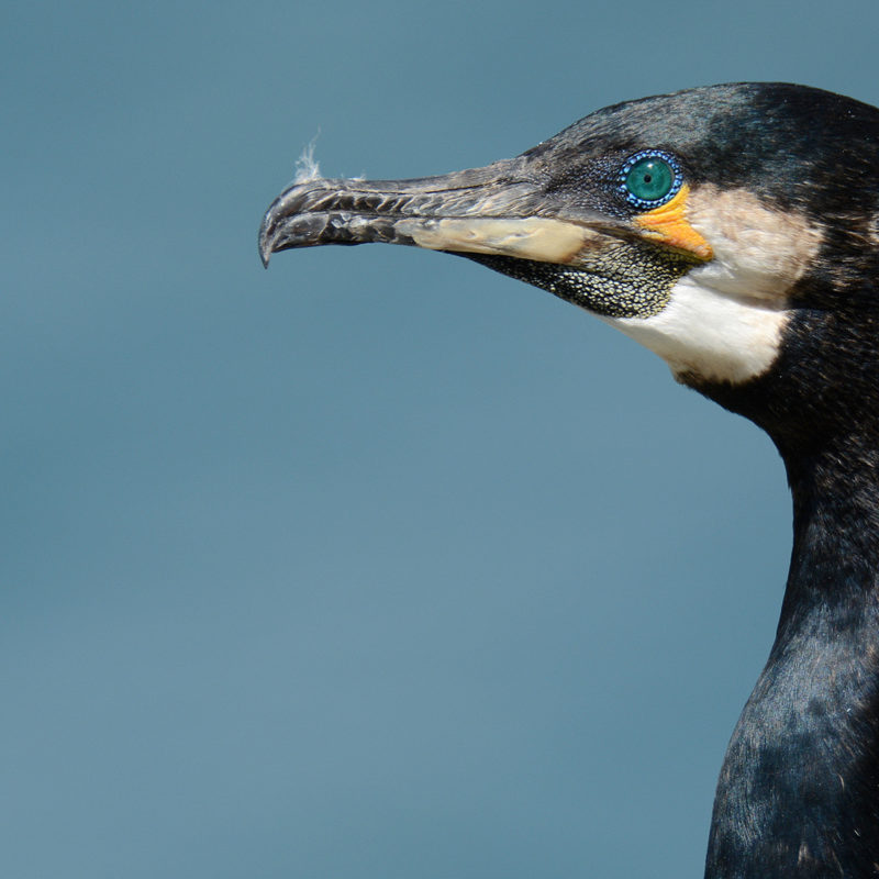 cormorant-with-blue-background