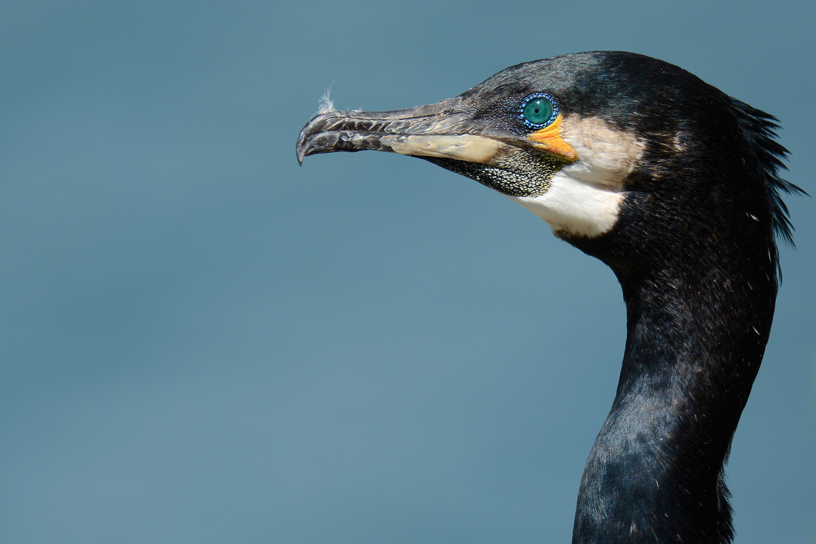 cormorant-with-blue-background