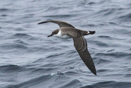 great-shearwater-flying-over-the-sea