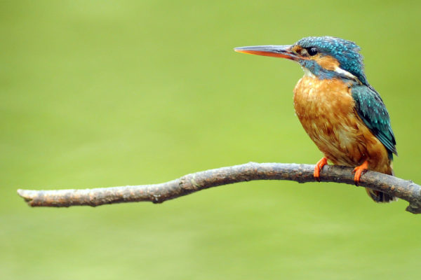 kingfisher-perched-on-branch-looking-left