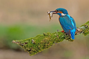 kingfisher-with-stickleback-fish-in-beak-perched-on-branch