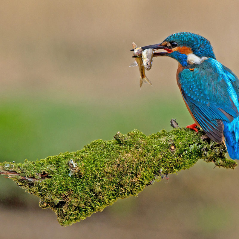 kingfisher-with-stickleback-fish-in-beak-perched-on-branch