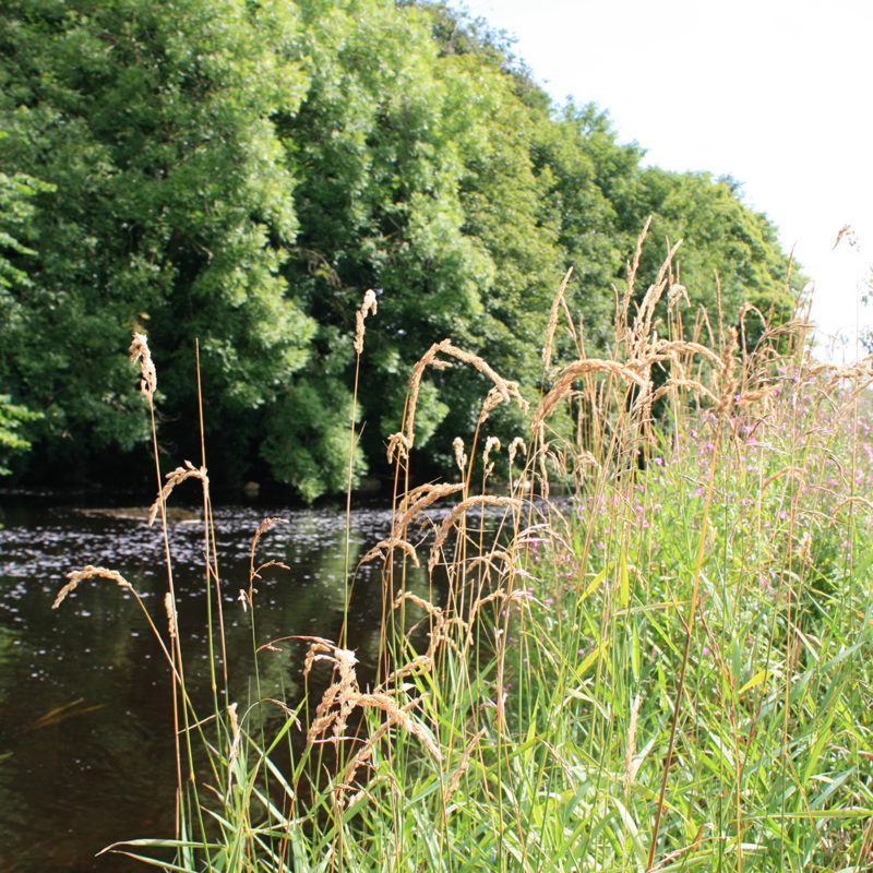 landscape-river-trees-grassland