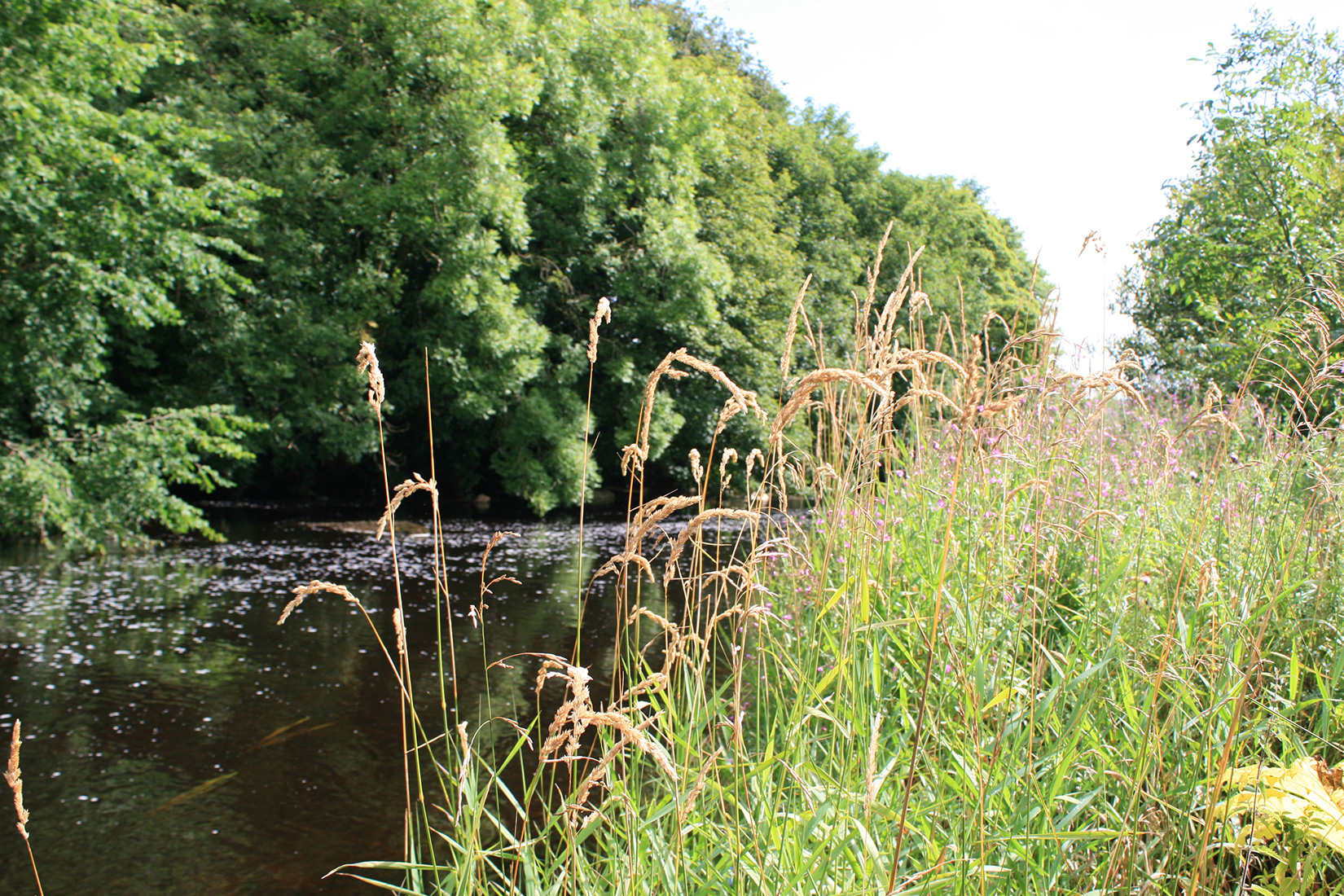 landscape-river-trees-grassland