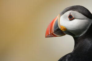 puffin-breeding-plumage