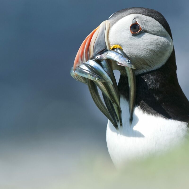 atlantic-puffin-with-sand-eels-in-its-beak