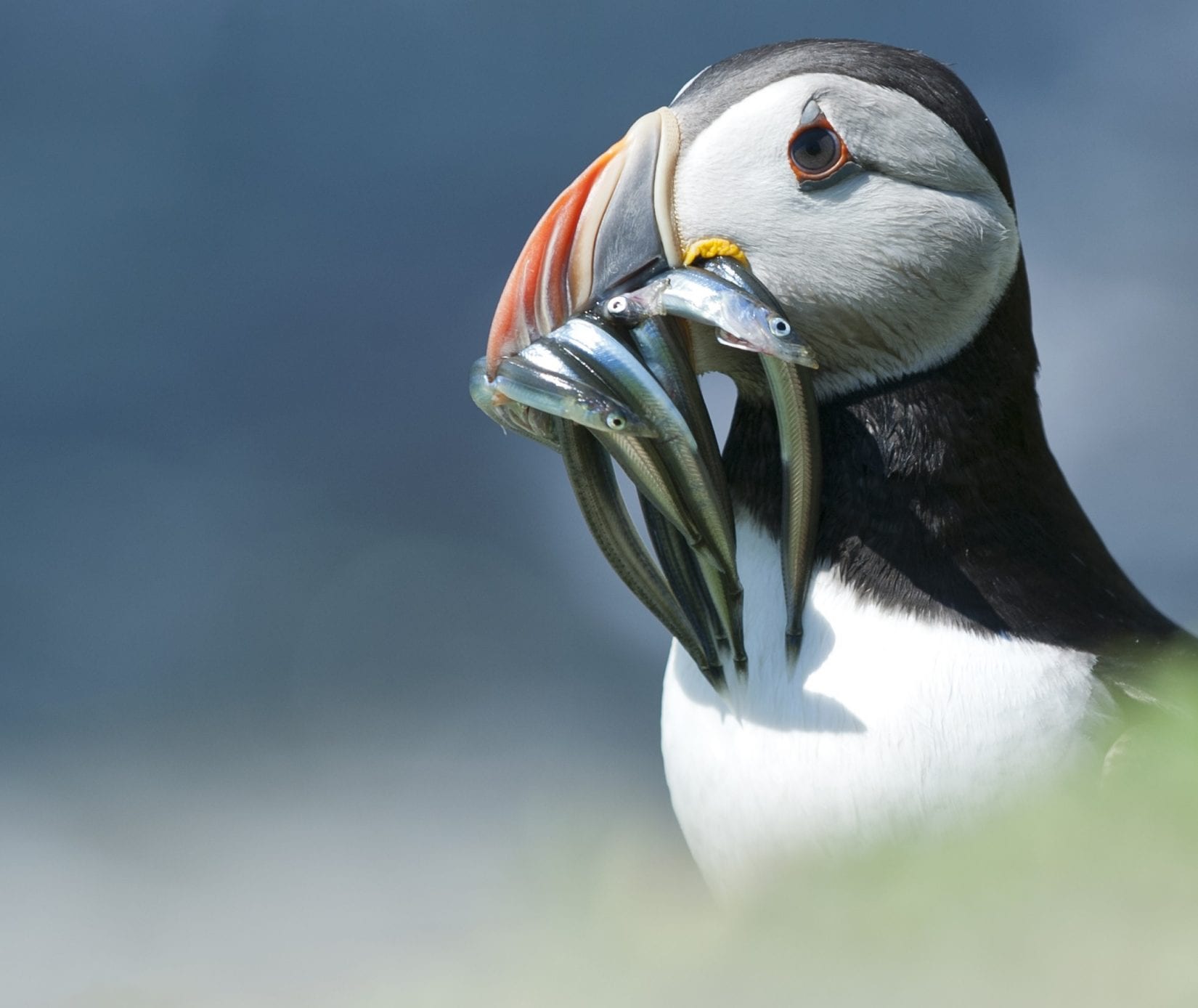 atlantic-puffin-with-sand-eels-in-its-beak