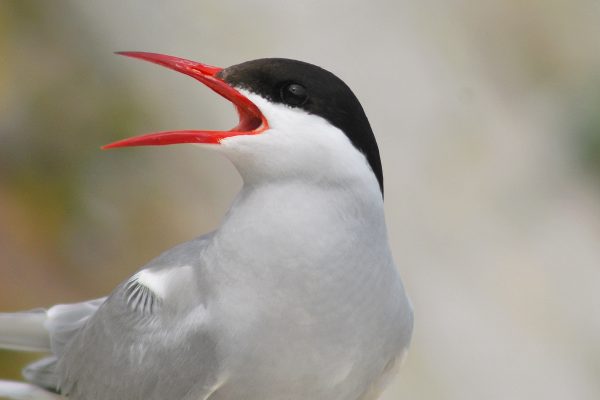 arctic-tern-with-beak-open-calling