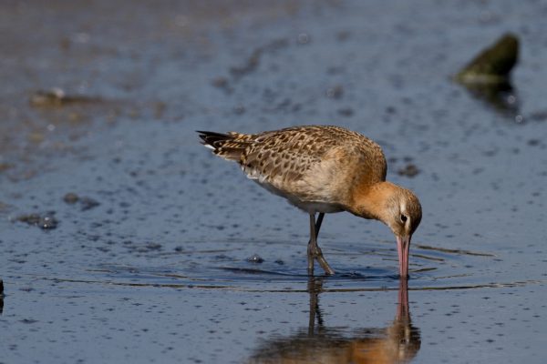 bar-tailed-godwit-probing-mud-with-long-beak