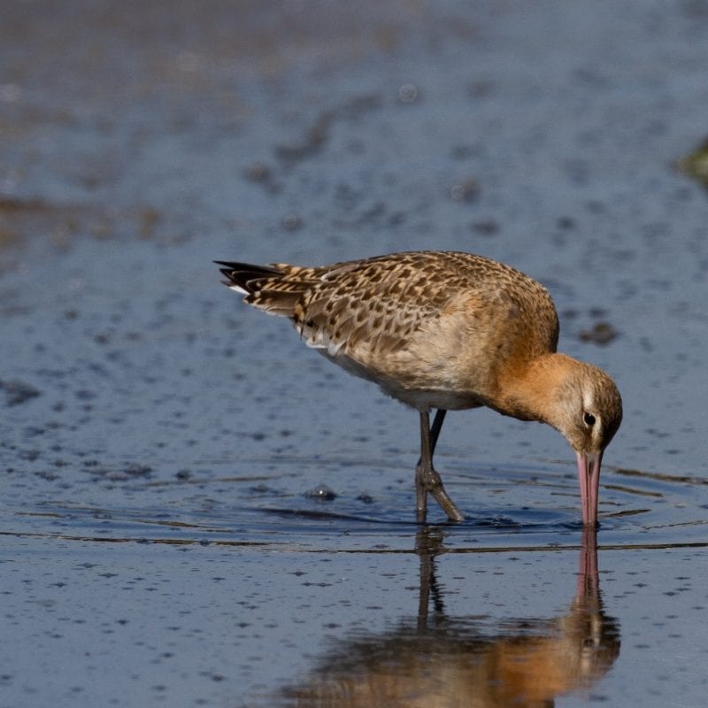 bar-tailed-godwit-probing-mud-with-long-beak