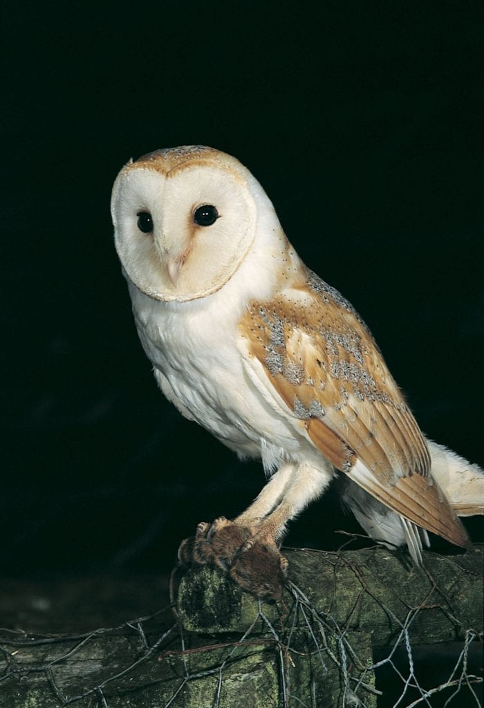 barn-owl-perched-on-fence-with-prey-in-talons
