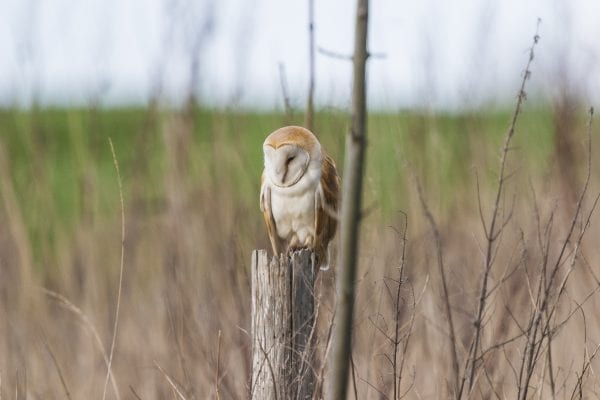 barn-owl-perched-on-a-post-amongst-saplings