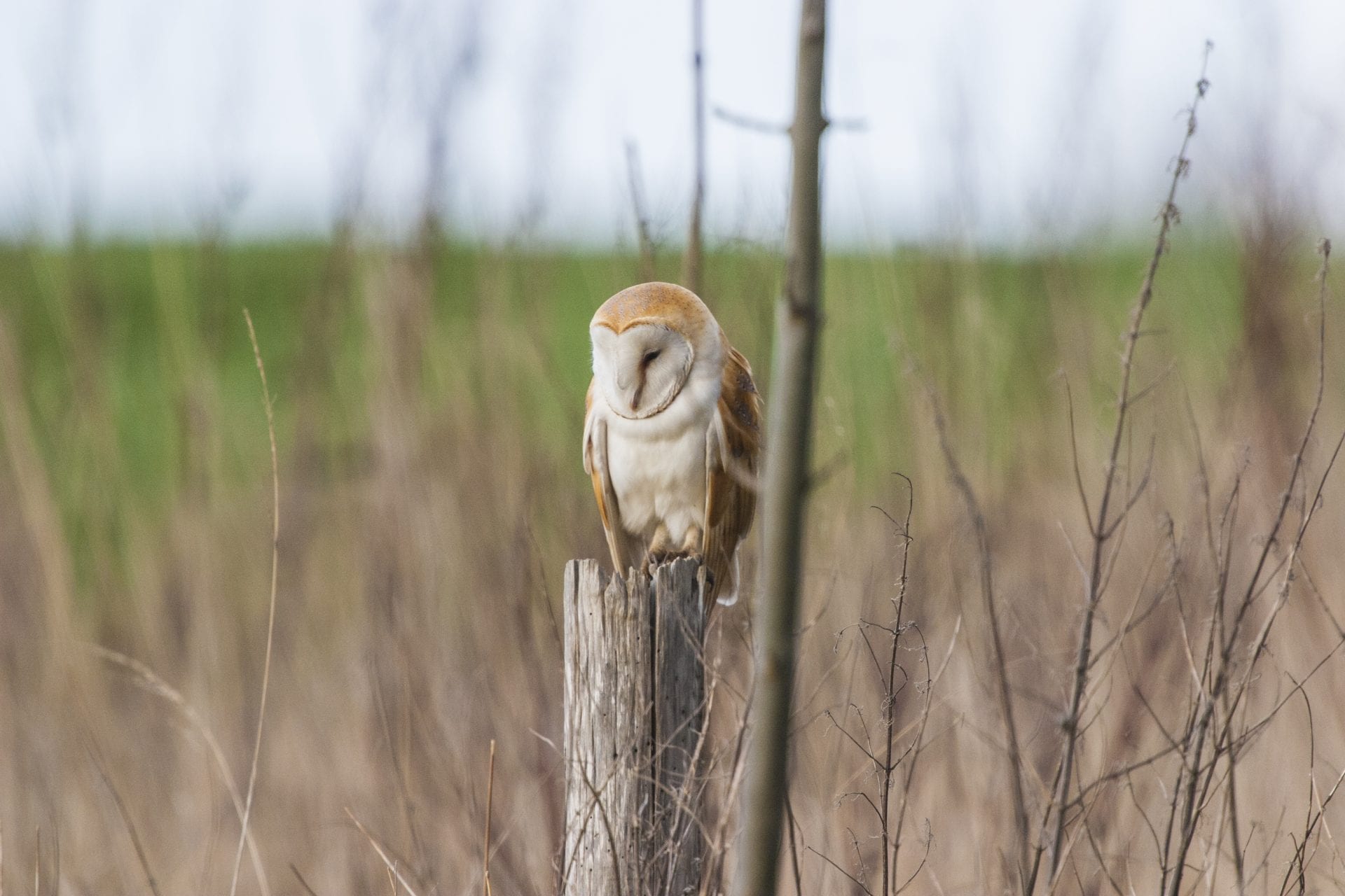 barn-owl-perched-on-a-post-amongst-saplings