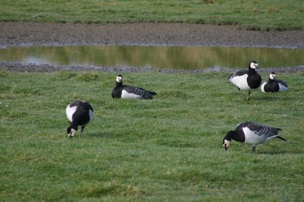five-barnacle-geese-grazing-on-green-grass-with-pond-in-background