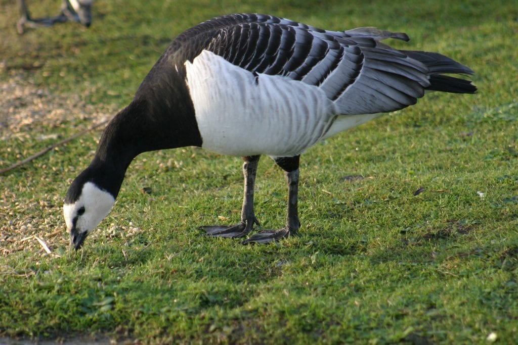 barnacle-goose-birdwatch-ireland