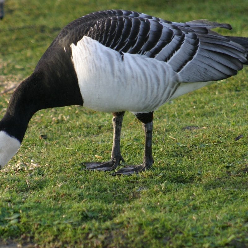 single-barnacle-goose-grazing-on-grass