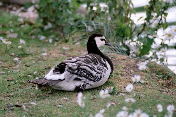 barnacle-goose-sitting-on-the-bank-of-a-pond-surrounded-by-daisies