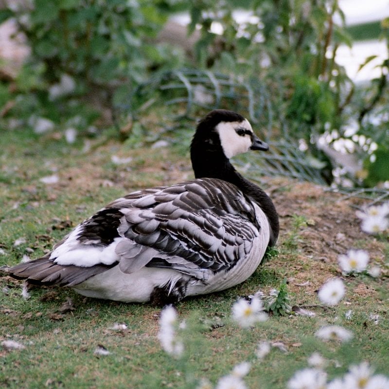 barnacle-goose-sitting-on-the-bank-of-a-pond-surrounded-by-daisies