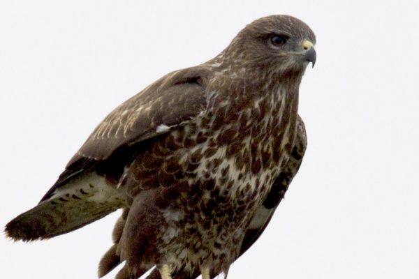 buzzard-perched-on-a-post