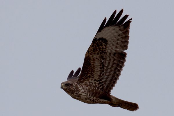 buzzard-in-flight-displaying-wing-feathers