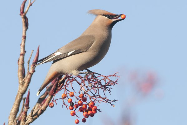 wazwing-feeding-on-berries