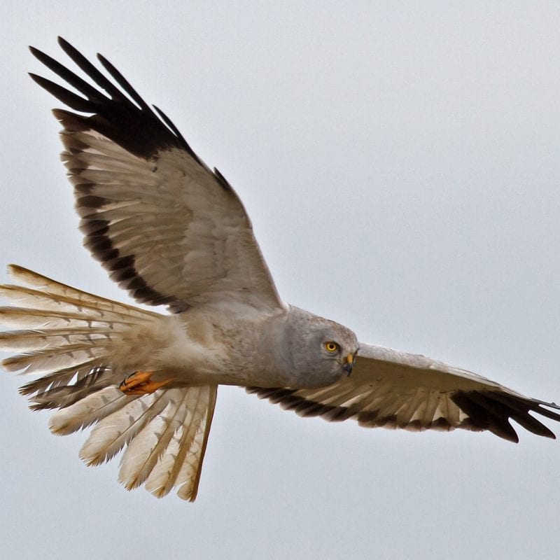 hen-harrier-make-in-flight-with-wings-and-tail-spread