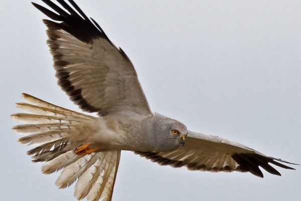 hen-harrier-make-in-flight-with-wings-and-tail-spread