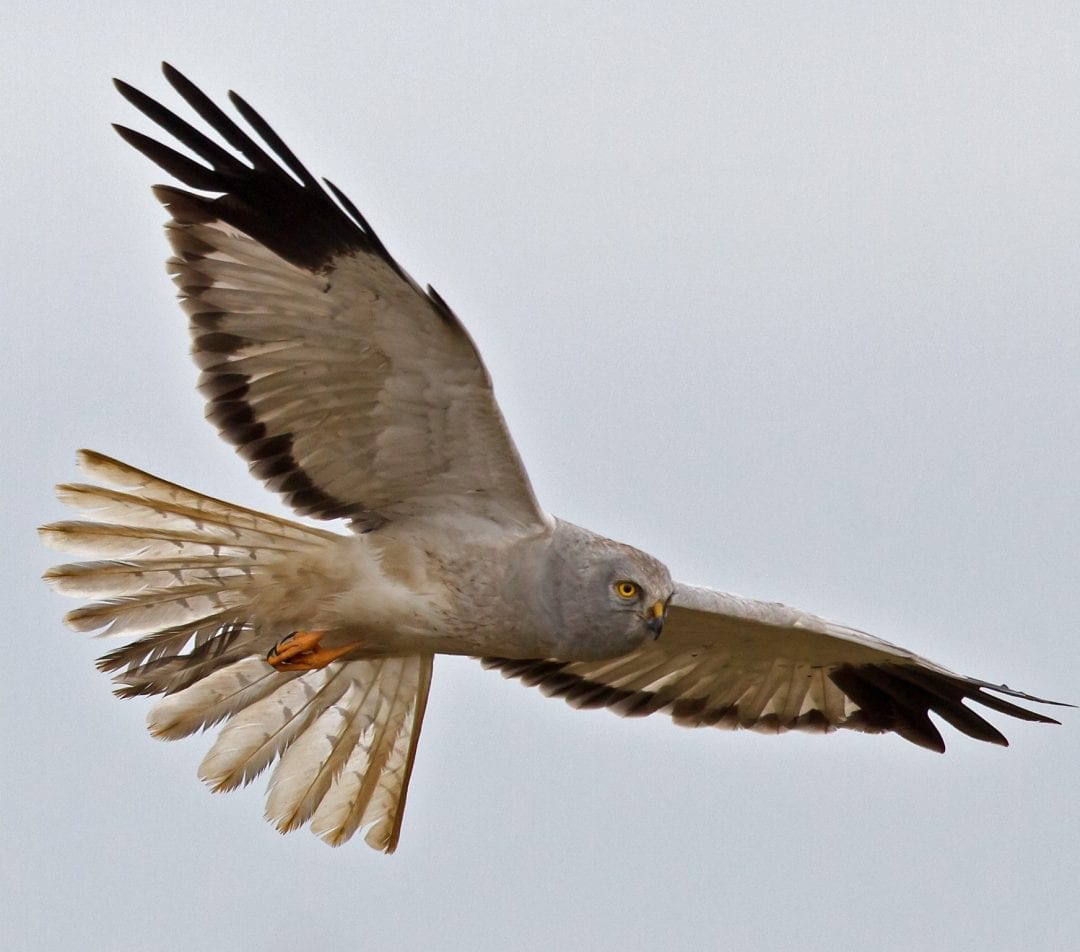 Northern Harrier Male Vs Female Northern Harrier Male Vs Female