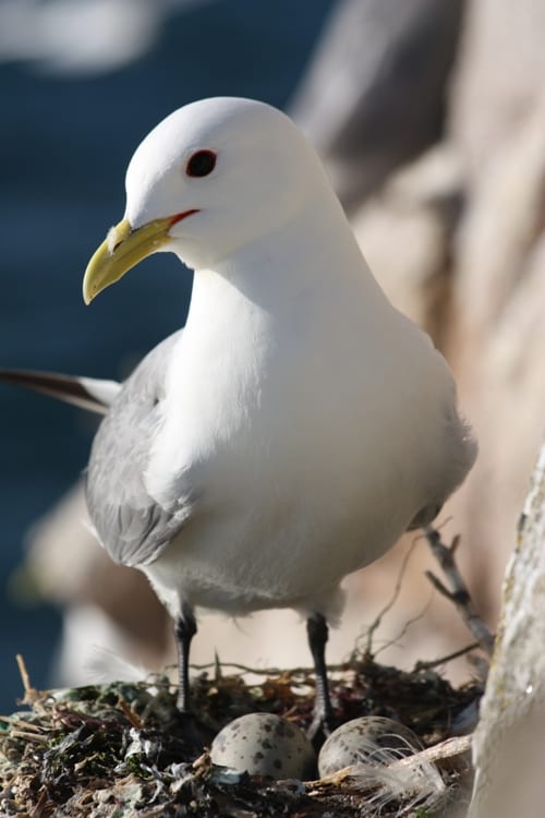 kittiwake-on-nest-with-two-eggs