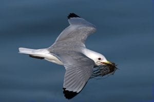 kittiwake-in-flight-with-nesting-materials-in-beak