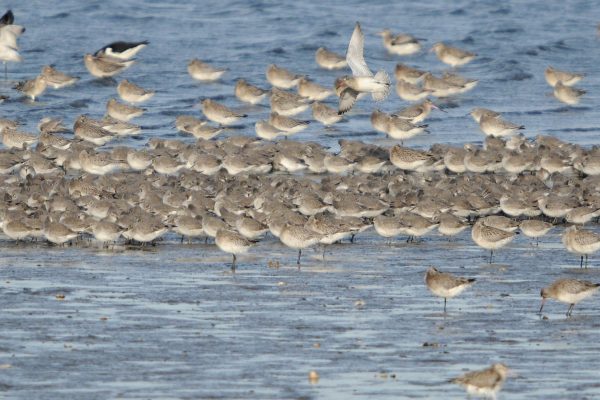 a-large-flock-of-birds-