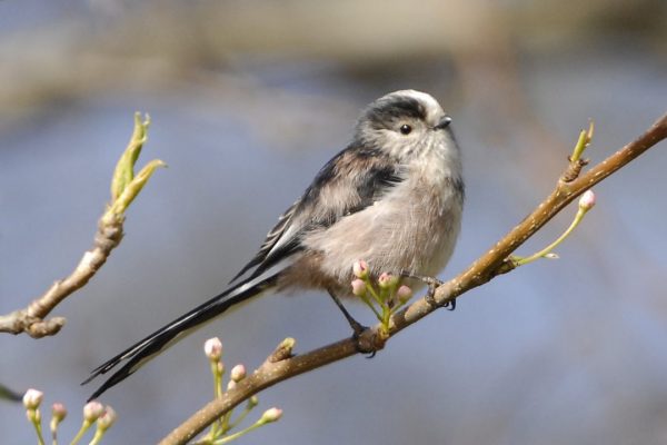 long-tailed-tit-perched-on-branch