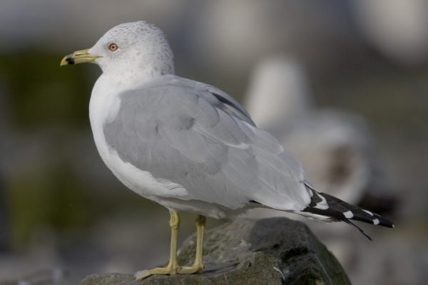ring-billed-gull-perched-rock