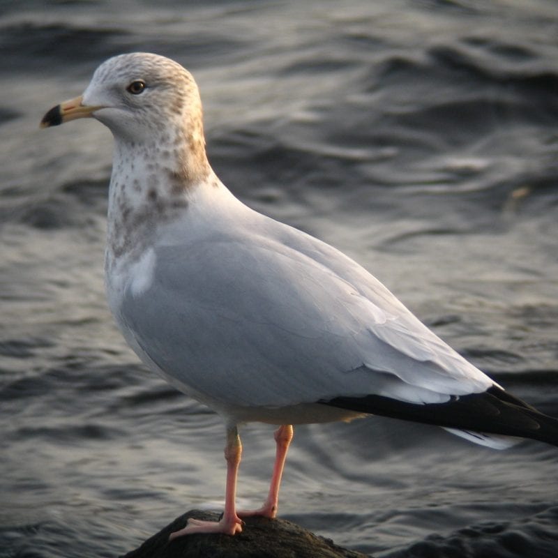 ring-billed-gull-with-sea-background