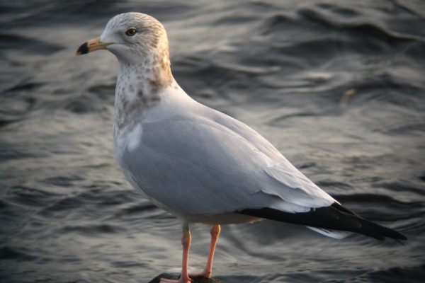 ring-billed-gull-with-sea-background