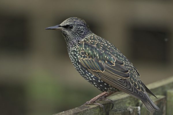 starling-perching-on-wooden-fence