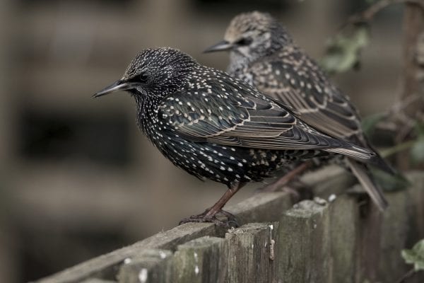 two-starlings-perching-on-wooden-gate