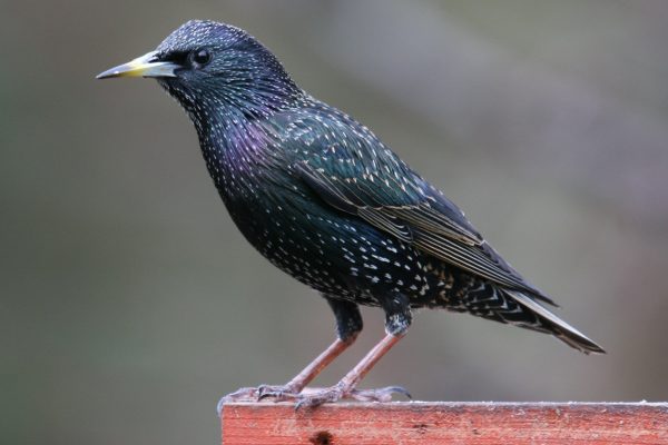 starling-standing