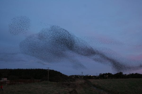 starling-murmuration-over-a-field-and-wooded-area